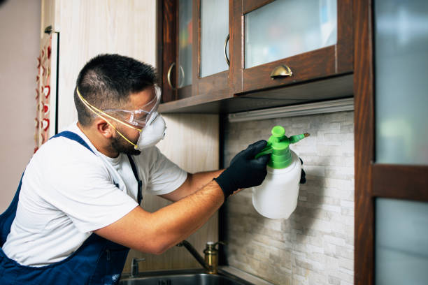 Best Flea Control Services  in Wells, NV