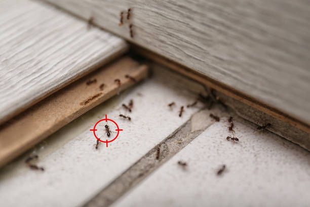 Best Bed Bug Extermination  in Wells, NV