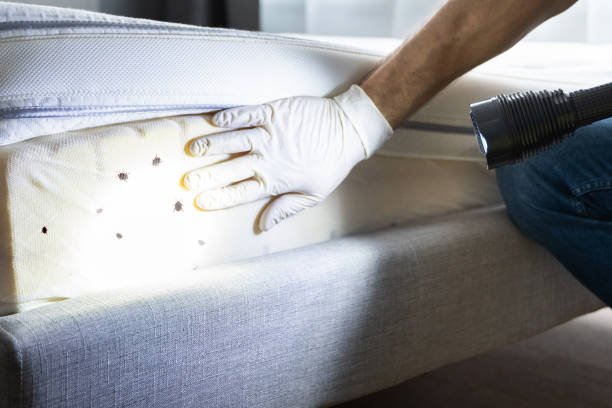 Best Residential Pest Control  in Wells, NV