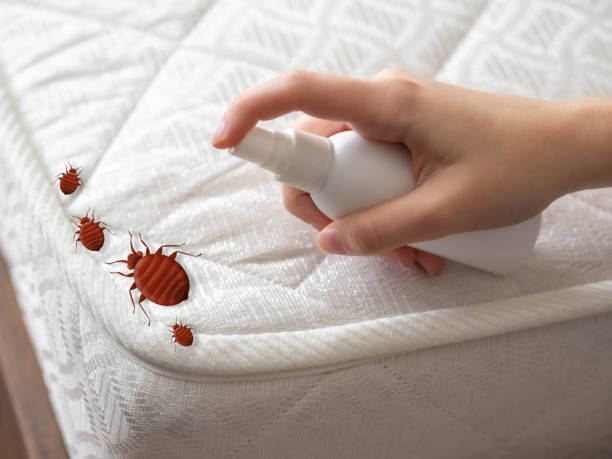 Professional Pest Control in Wells, NV